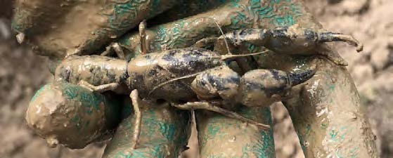 A picture of a Central North Burrowing Crayfish